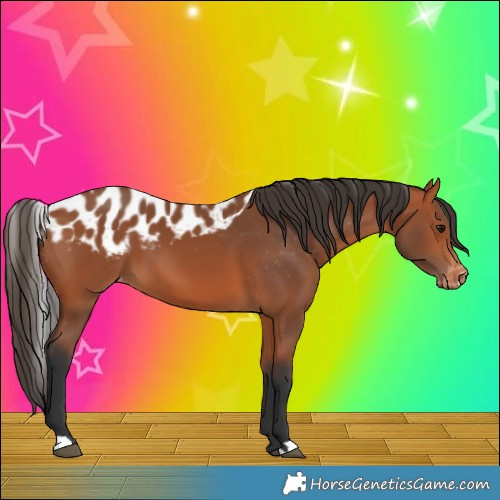 Horse Color:Bay Skewed Appaloosa