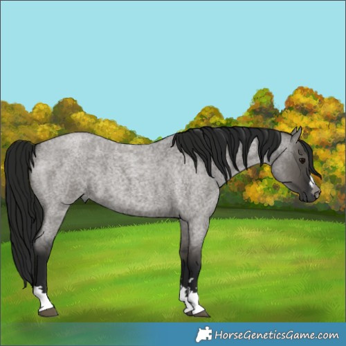 Horse Color:Gray Grullo Roan