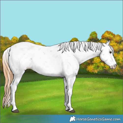 Horse Color:Chestnut Sabino