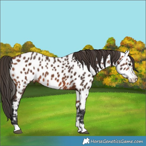 Horse Color:Bay Sabino Near Leopard