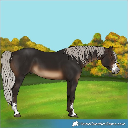 Horse Color:Gray Silver Brown Sabino 
