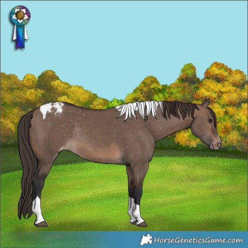 Horse Color:Brown Dun Tobiano Blanket Rabicano