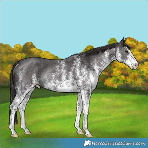 Horse Color:White Spotted Smoky Black Rabicano