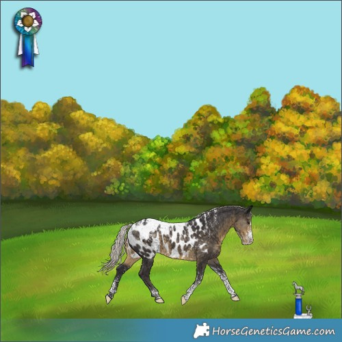 Horse Color:Powder White Silver Smoky Black Appaloosa