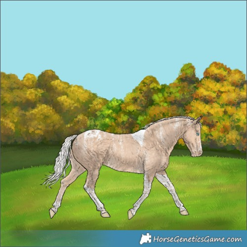 Horse Color:Powder White Silver Perlino Tobiano Appaloosa