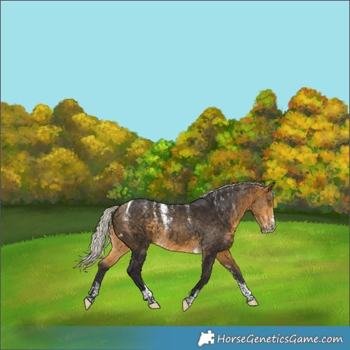 Horse Color:Powder White Silver Buckskin Tobiano 