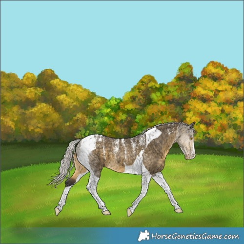 Horse Color:Powder White Silver Buckskin Dun Tobiano Varnish Brindle