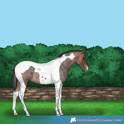 Horse Color:Bay Roan Tobiano 