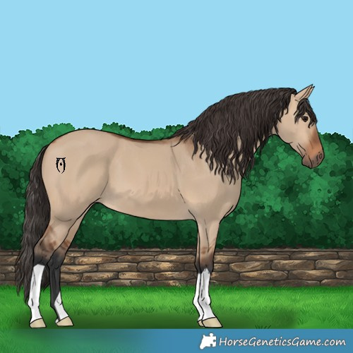 Horse Color:Bay Dun 