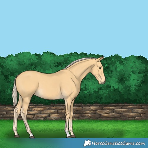 Horse Color:Palomino 