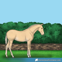 Horse Color:Palomino 