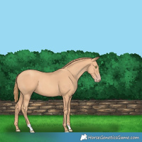 Horse Color:Gold Champagne 