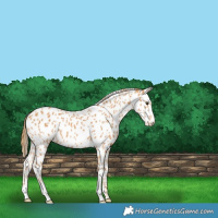Horse Color:Chestnut Leopard