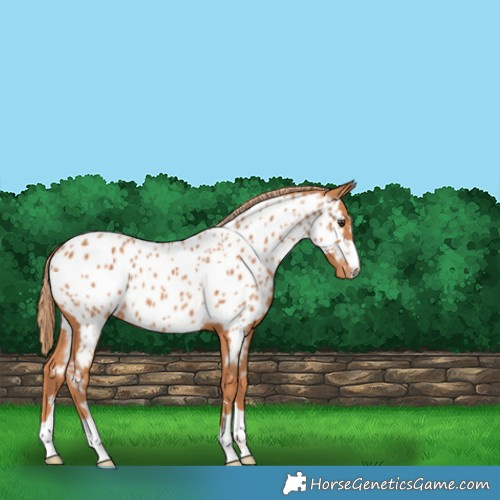 Horse Color:Chestnut Appaloosa 