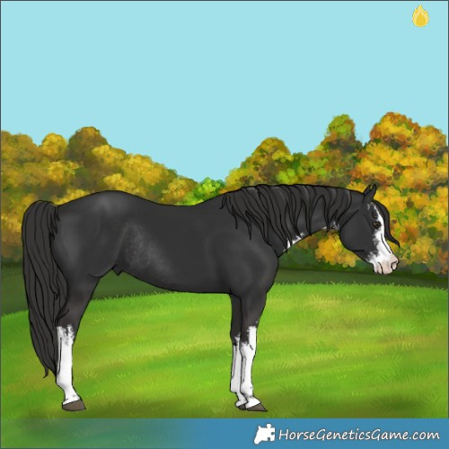 Horse Color:White Spotted Liver Chestnut Rabicano 