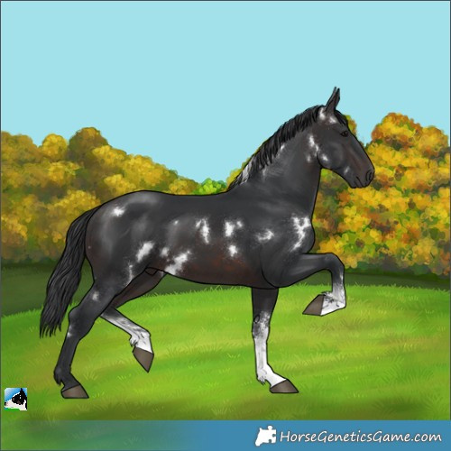 Horse Color:White Spotted Brown Sabino 