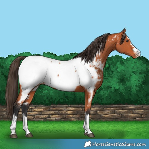 Horse Color:Bay Appaloosa 