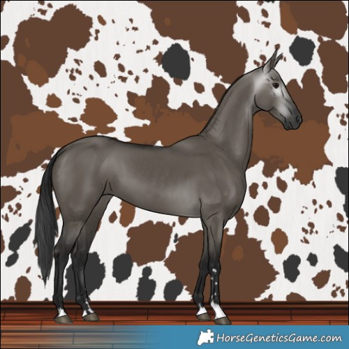 Horse Color:Gray Grullo 