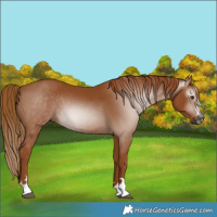Horse Color:Gray Chestnut 