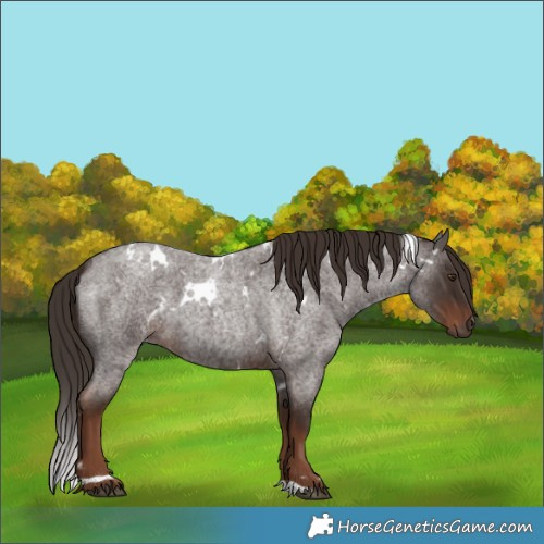 Horse Color:White Spotted Liver Red Roan 