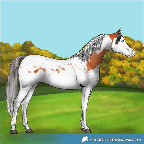 Horse Color:Bay Splash Tobiano and Bay Splash Tobiano