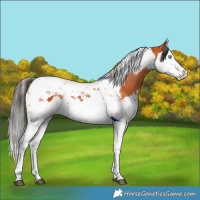 Horse Color:Bay Splash Tobiano  and Bay Splash Tobiano 