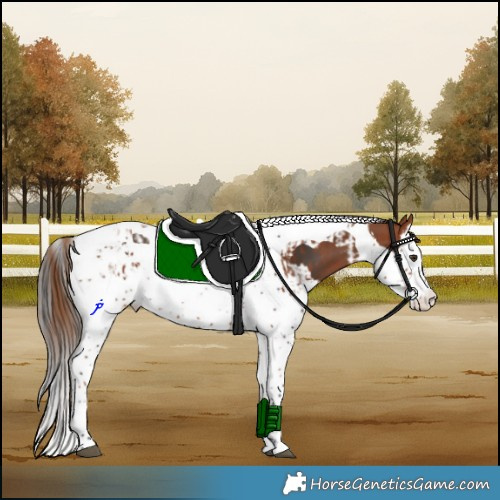 Horse Color:Chestnut Splash Tobiano  and Bay Splash Tobiano 