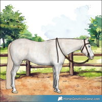 Horse Color:Perlino Sabino  and Perlino Dun Sabino 