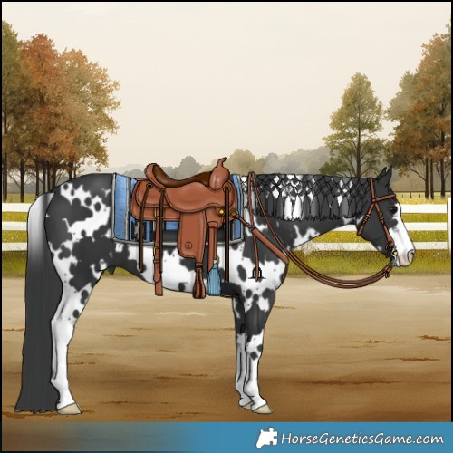 Horse Color:White Spotted Black