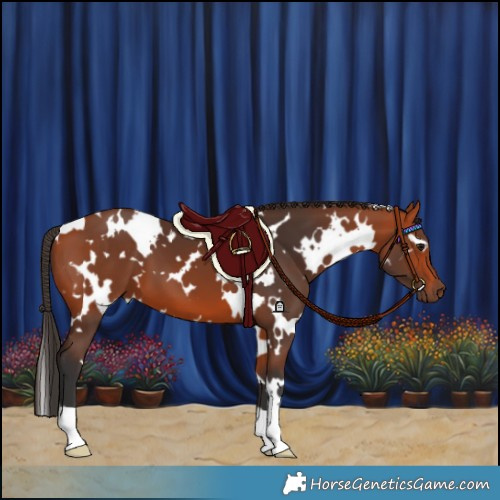 Horse Color:White Spotted Bay