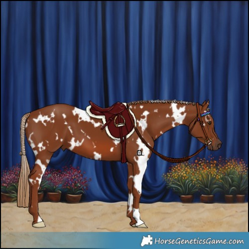 Horse Color:White Spotted Chestnut