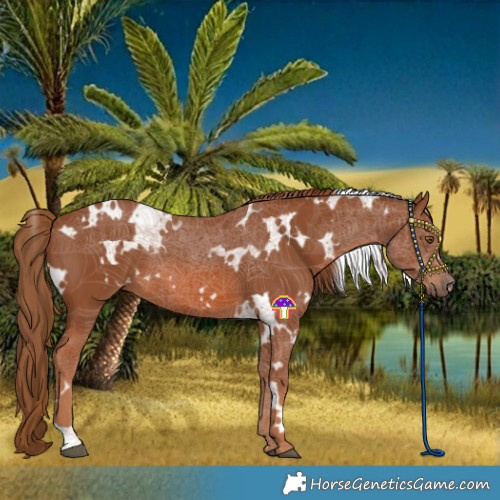 Horse Color:White Spotted Chestnut 