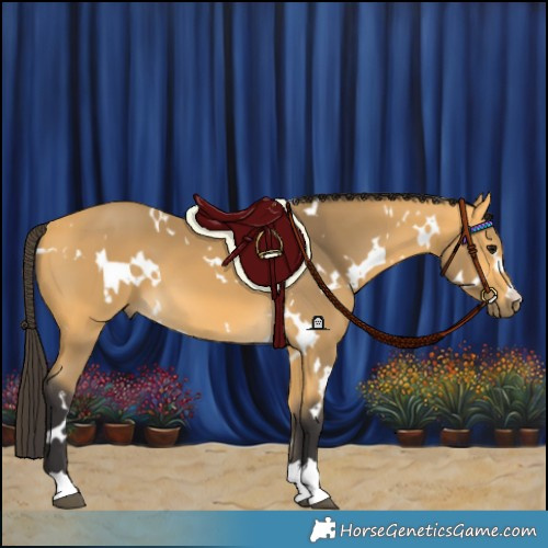 Horse Color:White Spotted Buckskin