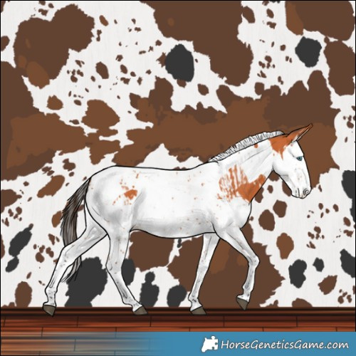 Horse Color:Bay Splash Tobiano and Bay Splash Tobiano