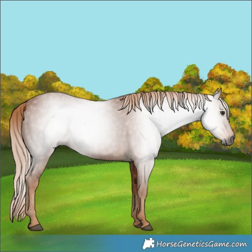 Horse Color:Gray Chestnut 