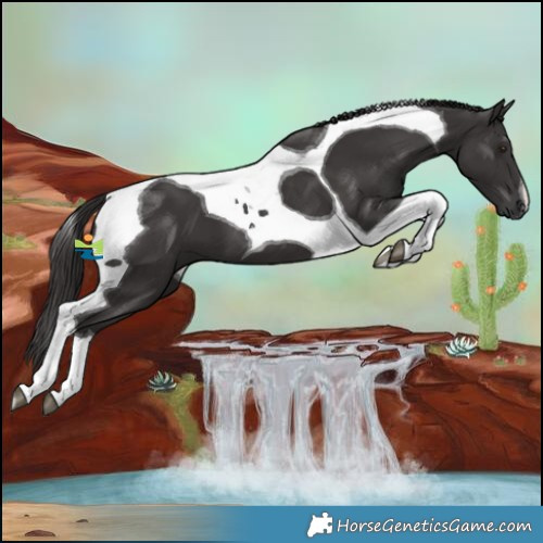 Horse Color:Smoky Black Tobiano 