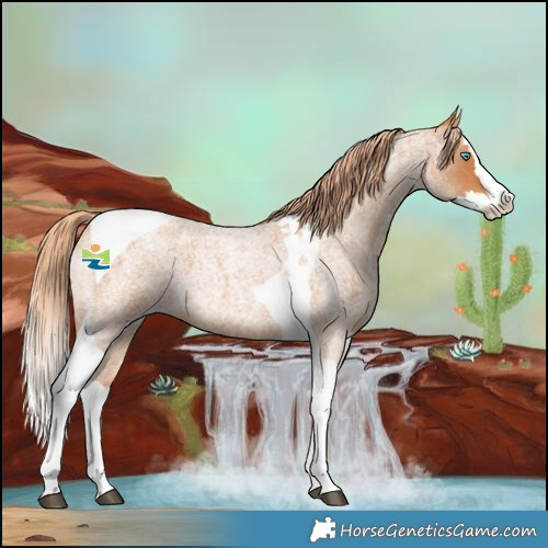 Horse Color:Red Roan Splash Tobiano