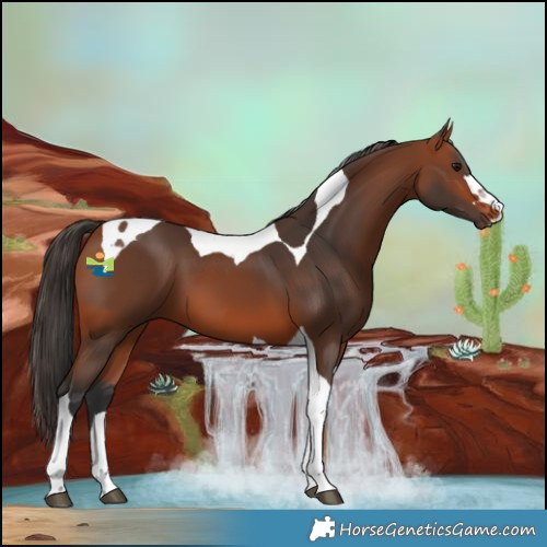 Horse Color:Bay Tobiano 