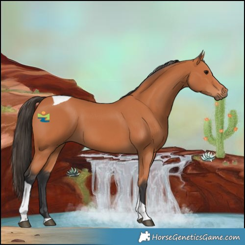 Horse Color:Bay Tobiano 