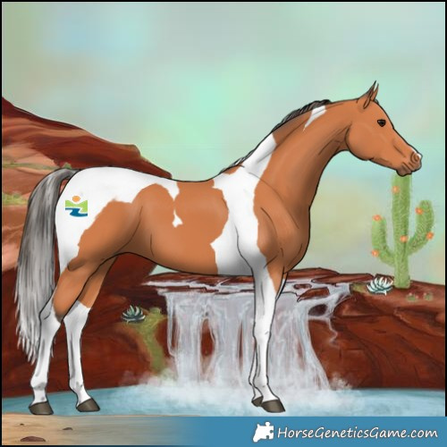 Horse Color:Bay Tobiano