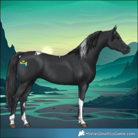 Horse Color:Black Tobiano Rabicano 
