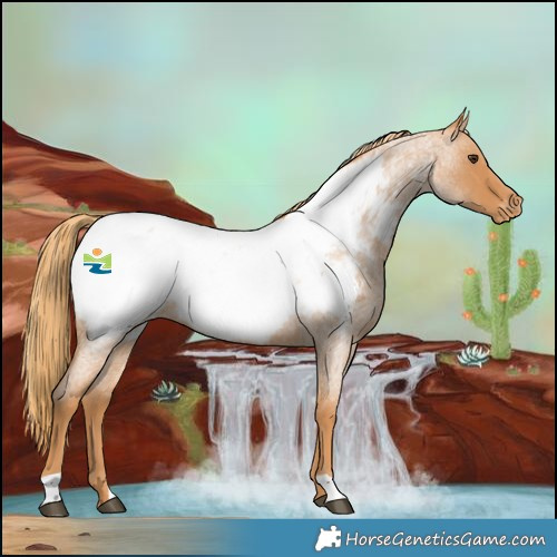 Horse Color:Red Roan Near Fewspot 