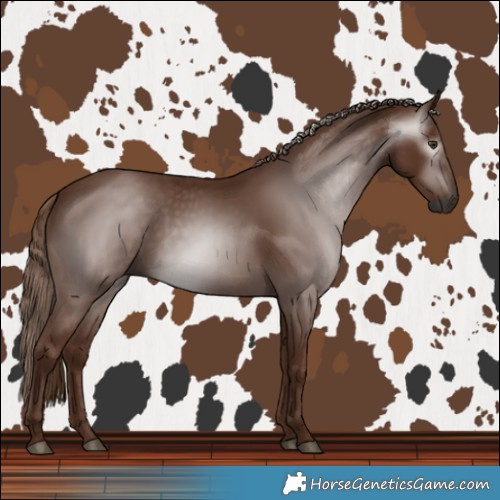 Horse Color:Gray Chestnut 