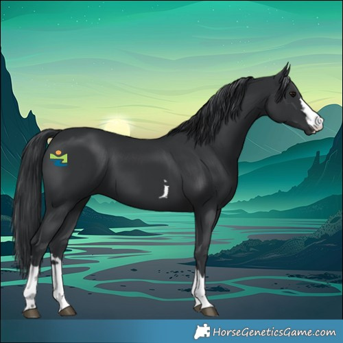 Horse Color:Black 