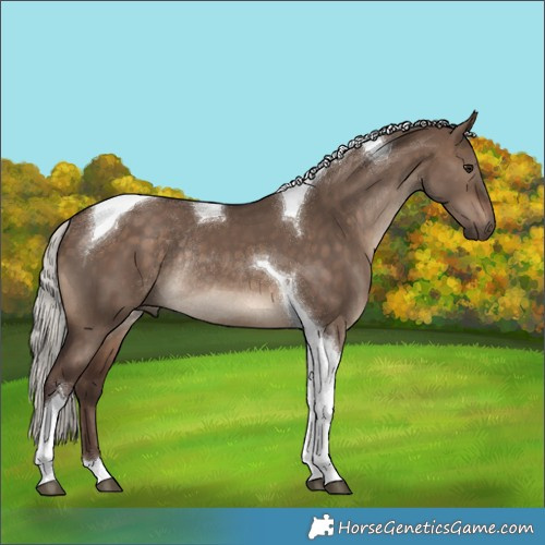 Horse Color:Silver Bay Dun Tobiano Rabicano