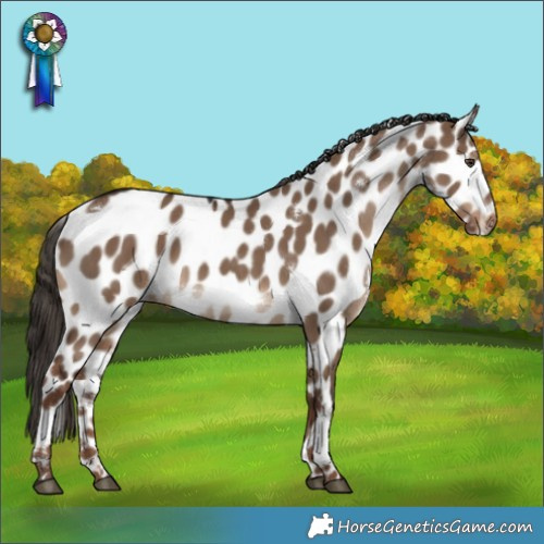Horse Color:White Spotted Liver Red Dun Appaloosa