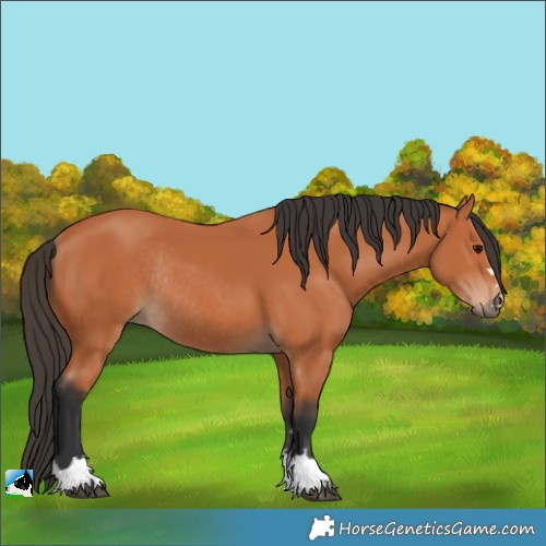 Horse Color:Bay Rabicano