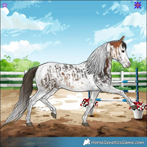 Horse Color:Buckskin Splash Tobiano  and Bay Splash Tobiano 