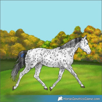 Horse Color:Black Splash Appaloosa