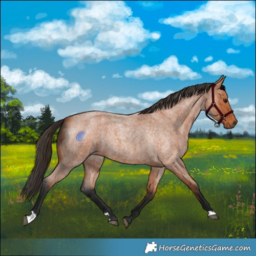 Horse Color:Bay Roan
